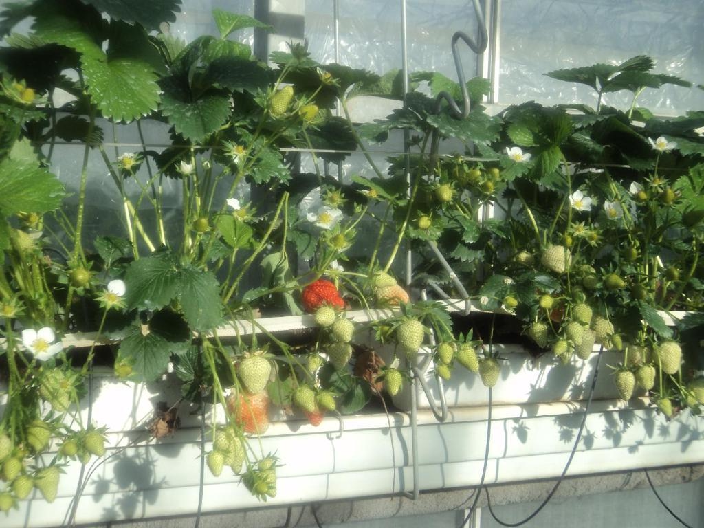 Juwel Fruithof Apartment Zepperen Ruang foto